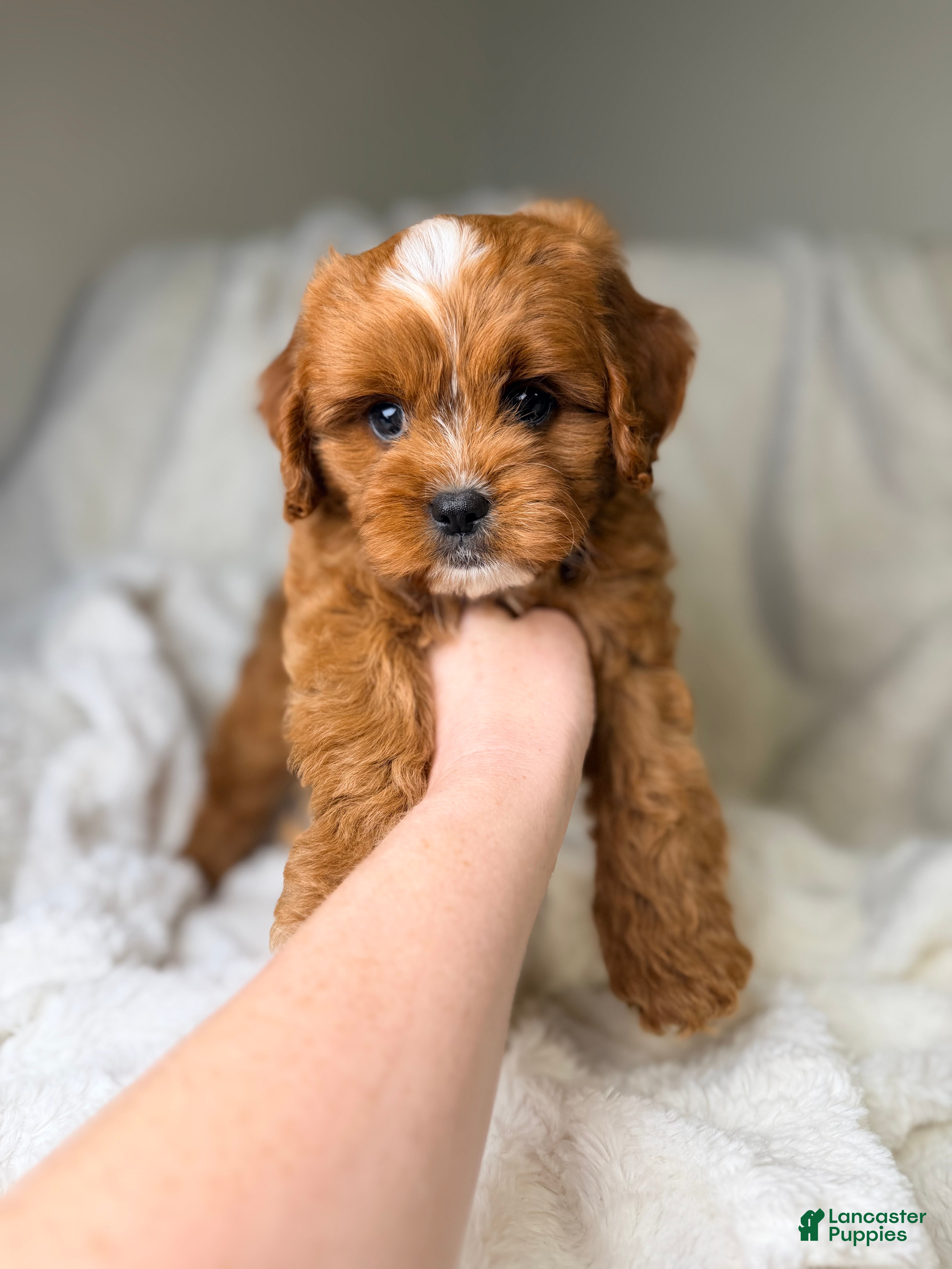 Cavapoo dogs Cosmo - Ad 18