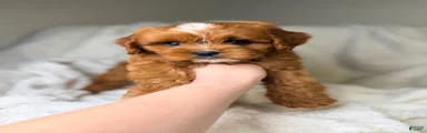 Cosmo