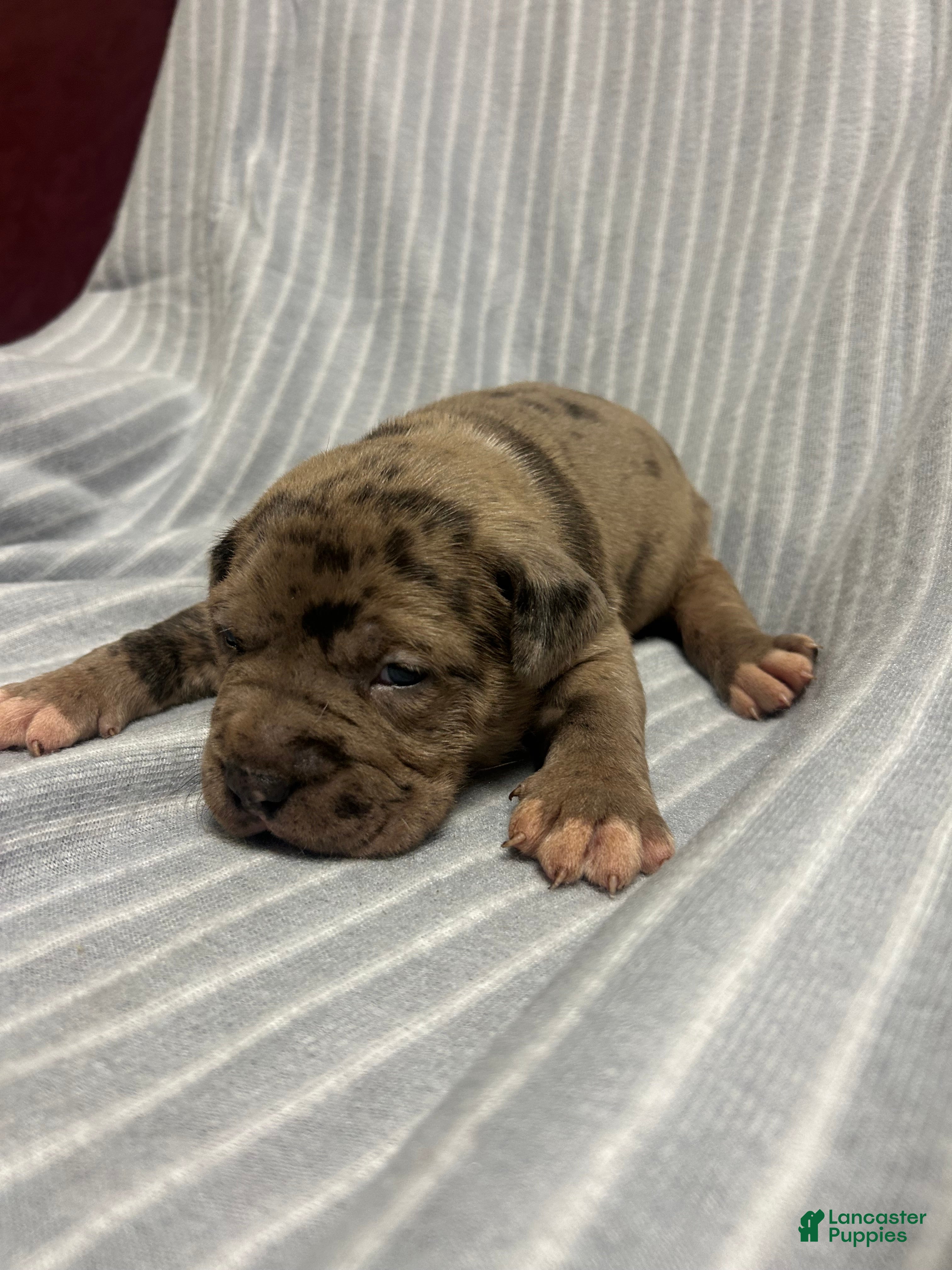 American Bully dogs for sale: American Bully Puppy 4 - Ad 2