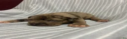 American Bully dogs for sale: American Bully Puppy 4 - Ad 1