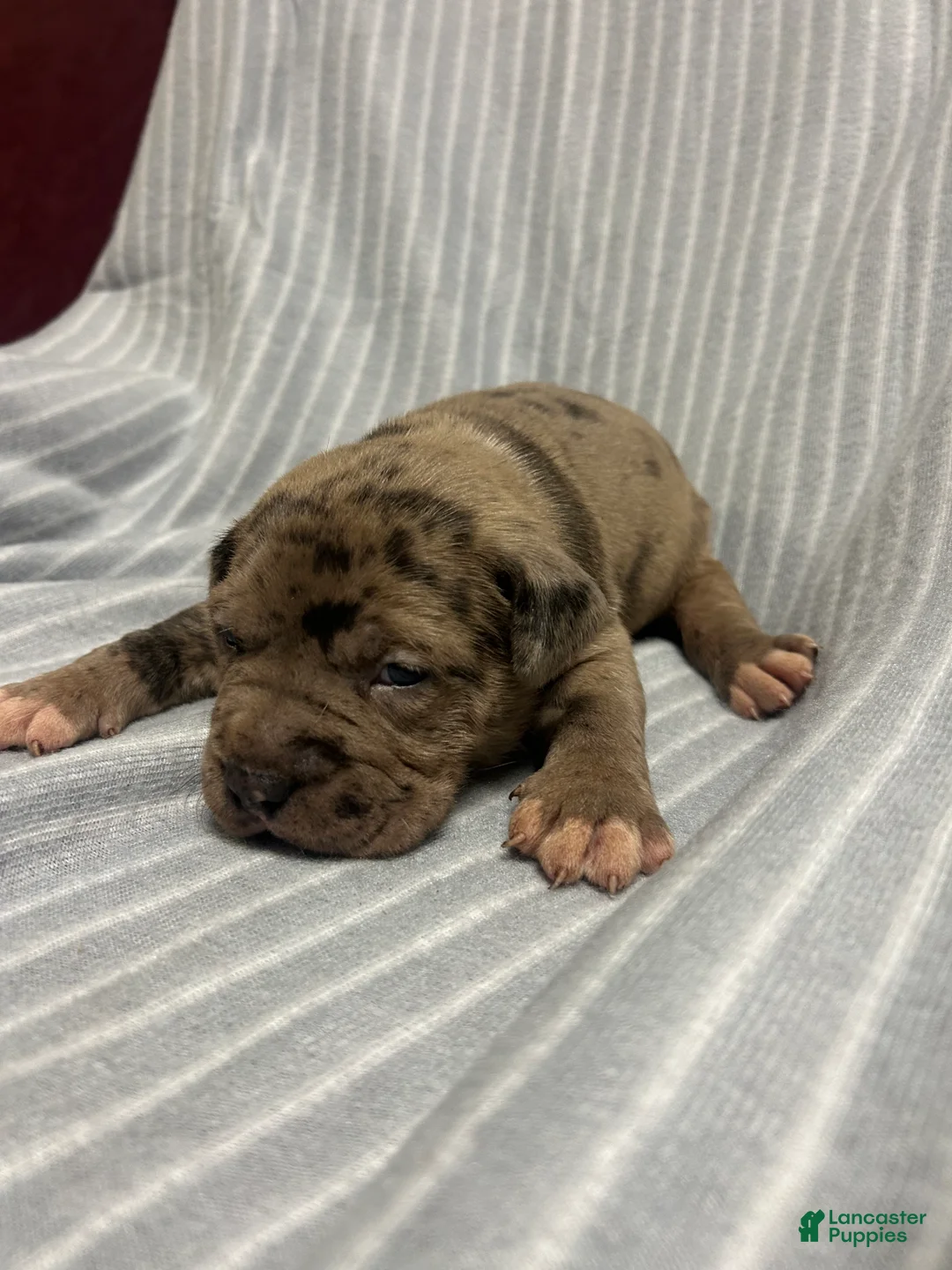 American Bully dogs for sale: American Bully Puppy 4 - Ad 1