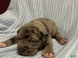 American Bully dogs for sale: American Bully Puppy 4 - Ad 2