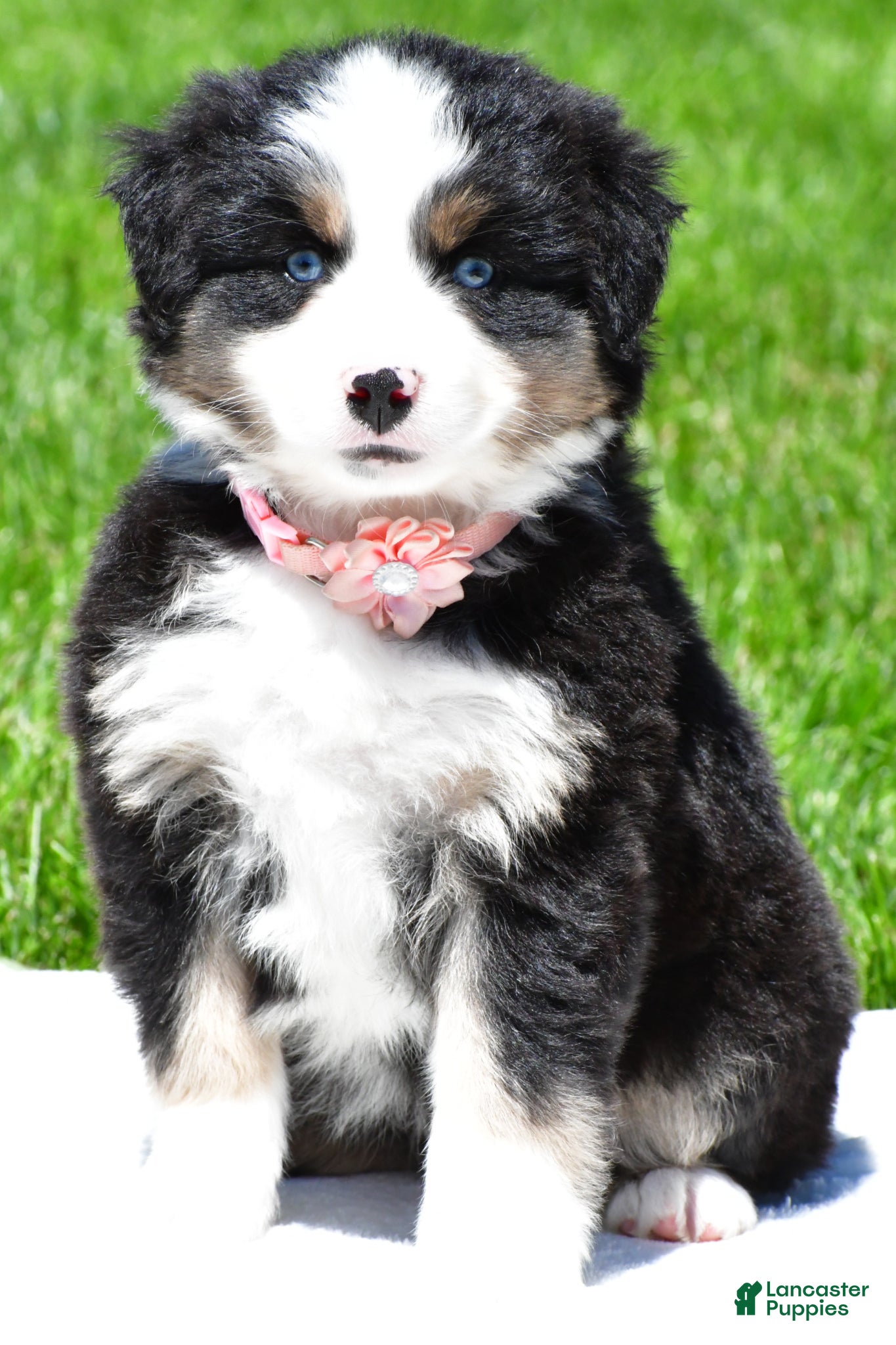 Miniature Australian Shepherd dogs for sale: Connie - Ad 2