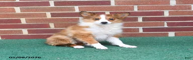 Petunia