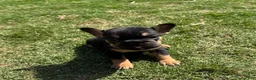 French Bulldog dogs for sale: Coco - Ad 6