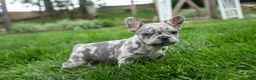 French Bulldog dogs for sale: Archie Beautiful Merle  Pup💙🐾 - Ad 20