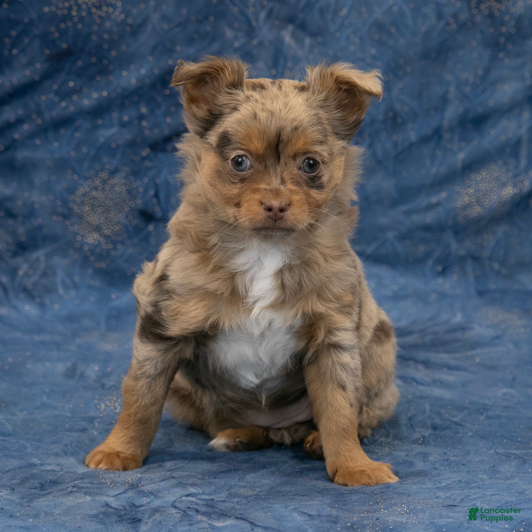 Chihuahua dogs for sale: Hudson - Ad 3