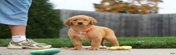 Golden Retriever dogs for sale: Maverick — Your New Golden Best Friend! 🐾 - Ad 4
