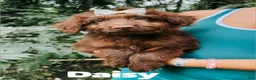 Aussiedoodle dogs for sale: Daisy  - Ad 3
