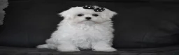 Maltese dogs for sale: Alice - Ad 3