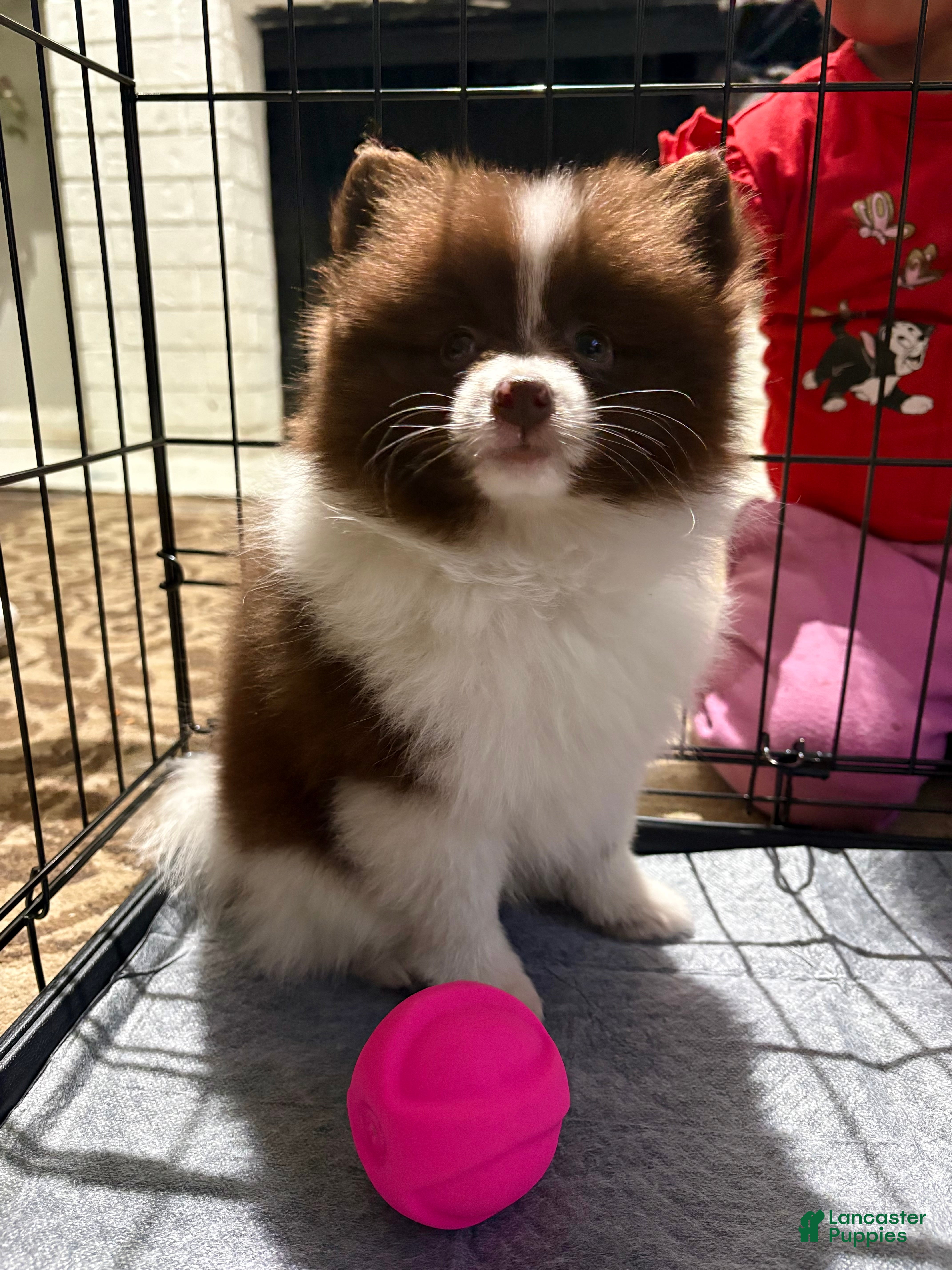 Pomeranian dogs Cocoa - Ad 2