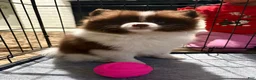 Pomeranian dogs for sale: Cocoa - Ad 2