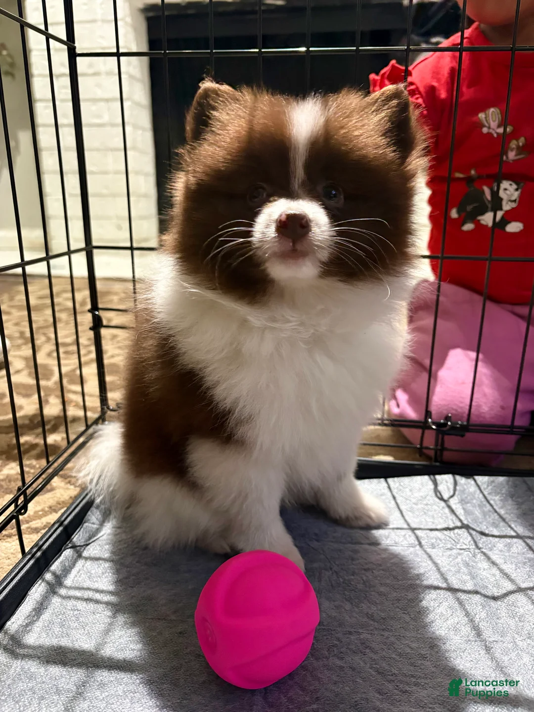 Pomeranian dogs for sale: Cocoa - Ad 2