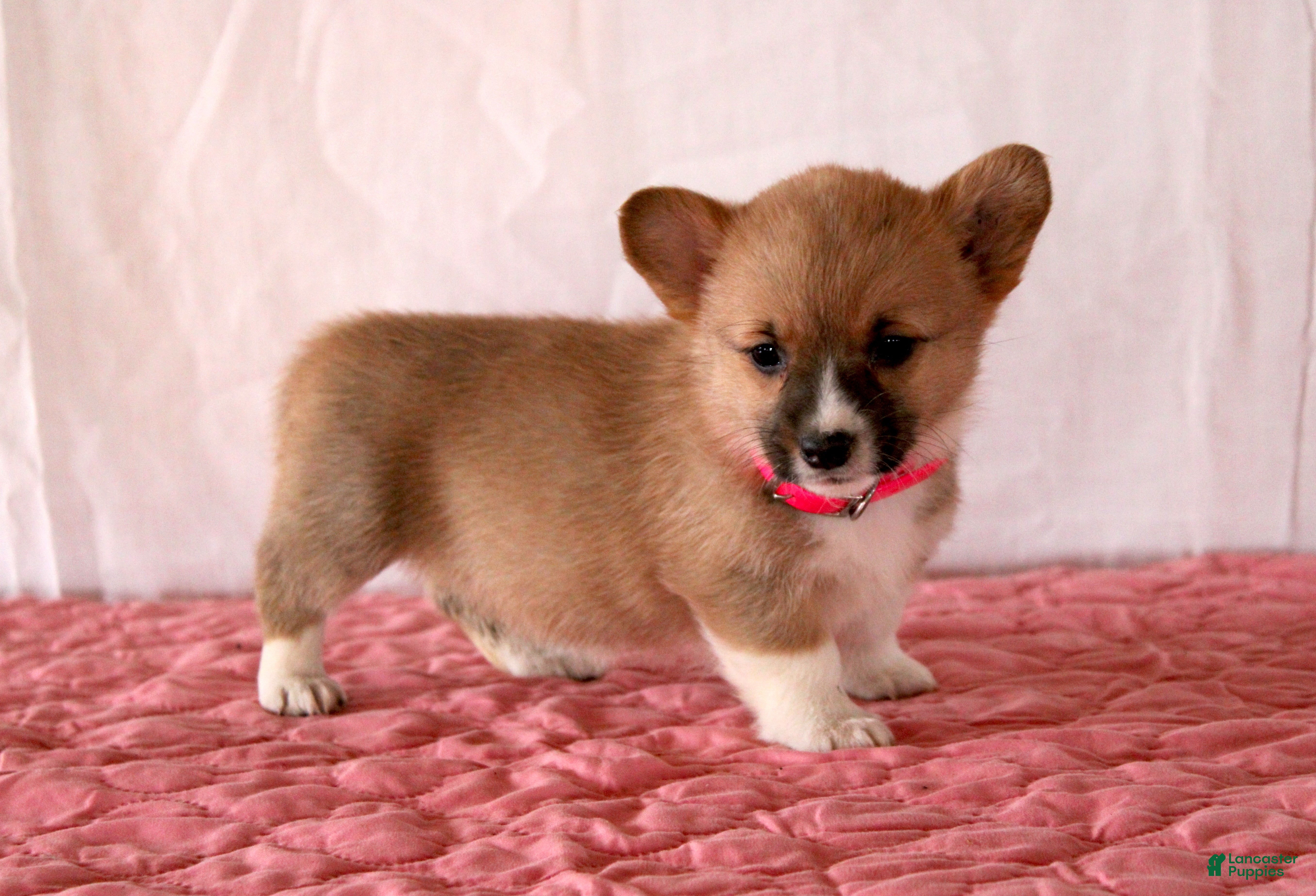 Welsh Corgi Pembroke dogs Lana - Ad 2