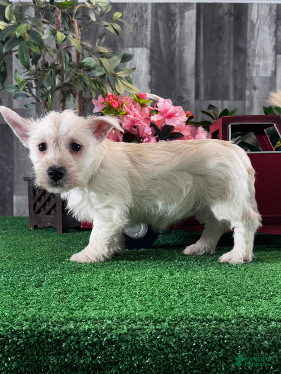 West Highland Terrier dogs for sale: Willow  - Ad 5