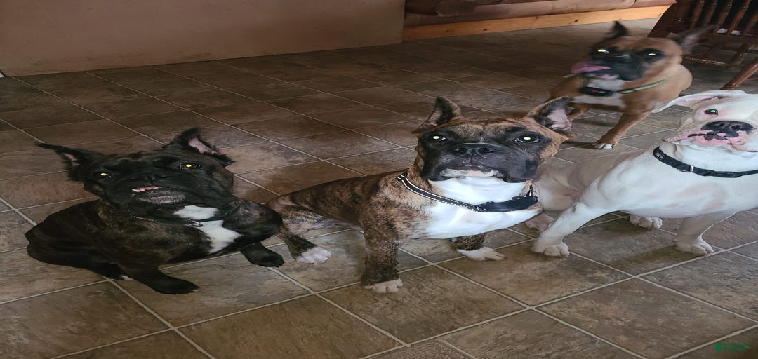 Gallery Image {{count}}