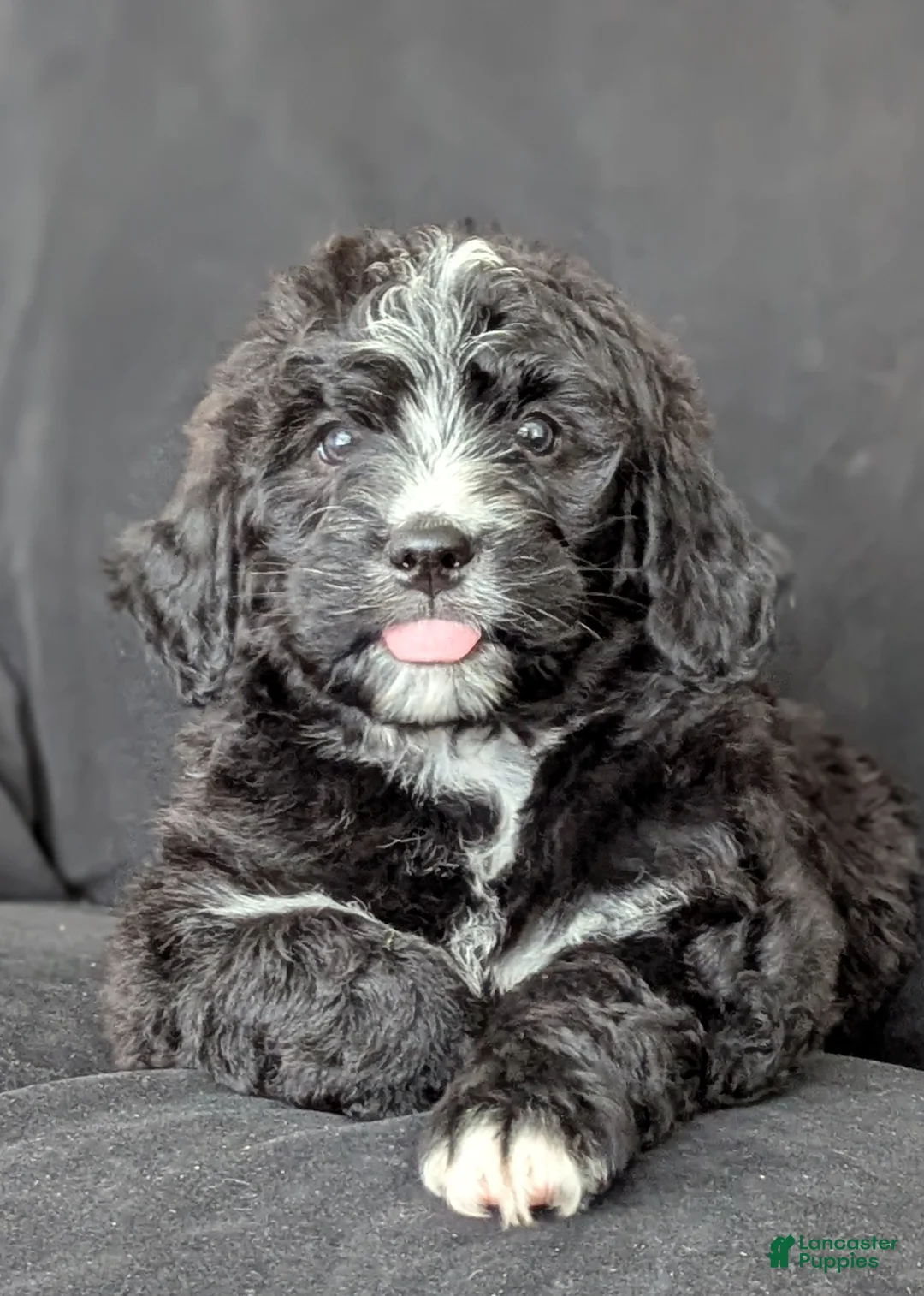 Bernedoodle dogs for sale: Princess  - Ad 2