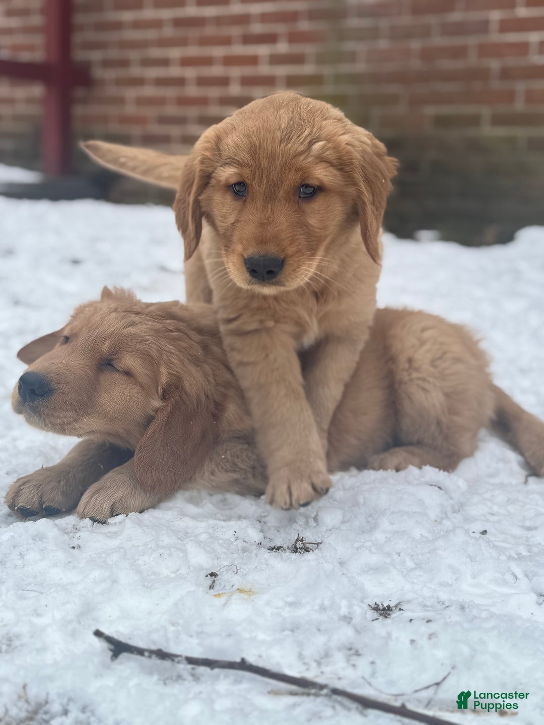 Golden Retriever dogs for sale: Cider - Ad 9