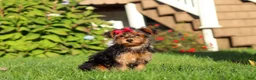 Yorkiepoo dogs for sale: Poppy - Ad 2