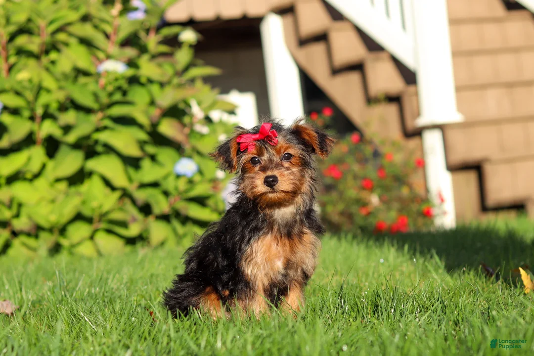 Yorkiepoo dogs for sale: Poppy - Ad 2