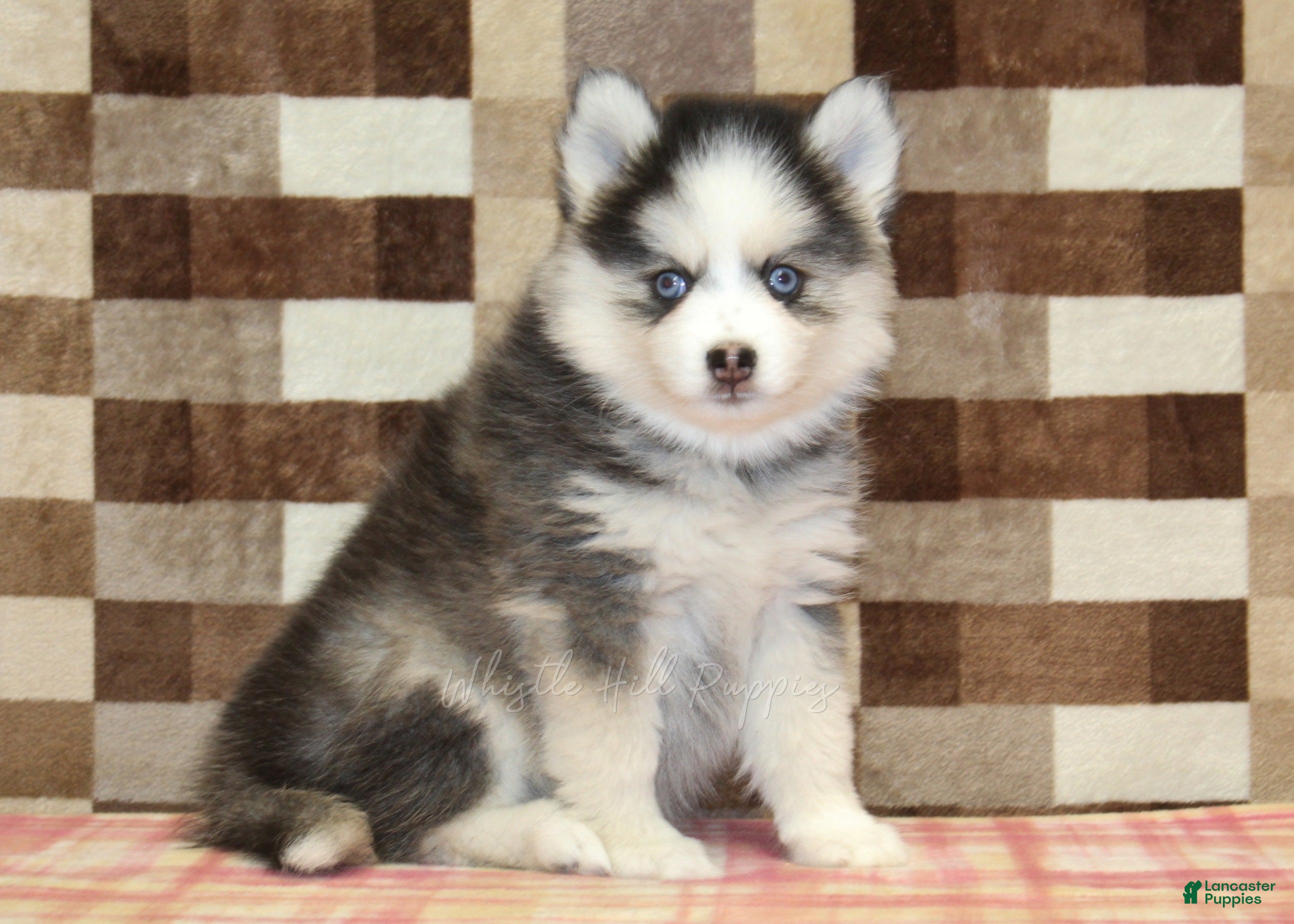 Pomsky dogs Indy - Ad 1