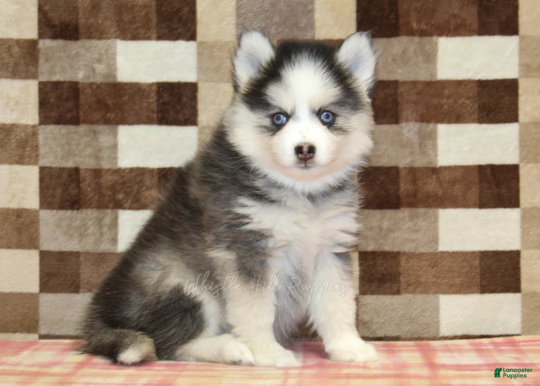 Pomsky dogs for sale: Indy - Ad 1