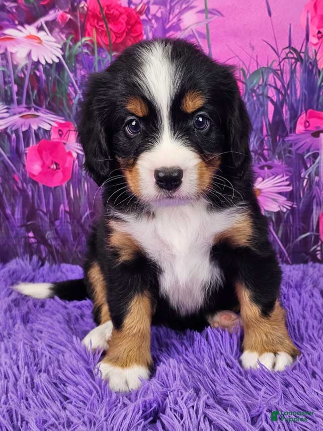 Miniature Bernese Mountain Dog dogs Riley - Ad 1