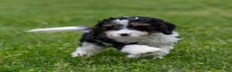 Cavapoo dogs for sale: Crusher Cavapoo Puppy  - Ad 7