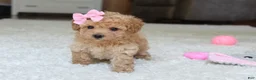 Bichpoo dogs for sale: Lexy - Ad 3