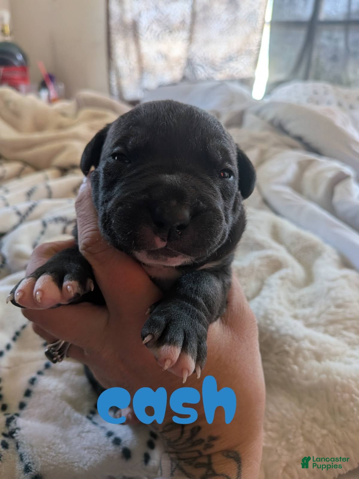 Mixed Breed dogs Cash - Ad 1