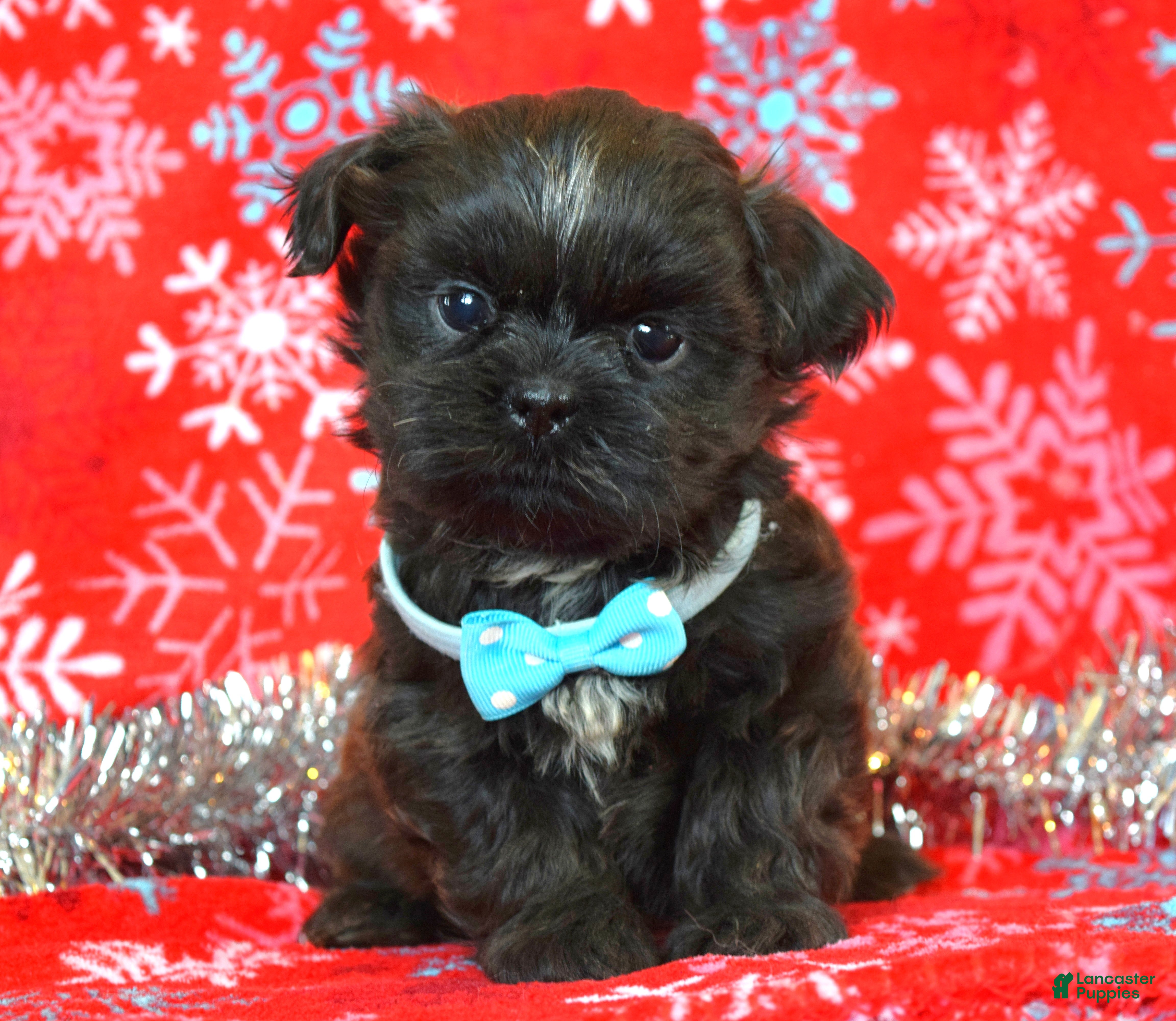 Shih Tzu dogs Toby - Ad 37