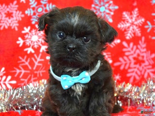 Shih Tzu dogs Toby - Ad 37