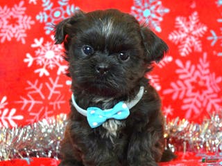 Shih Tzu dogs Toby - Ad 13
