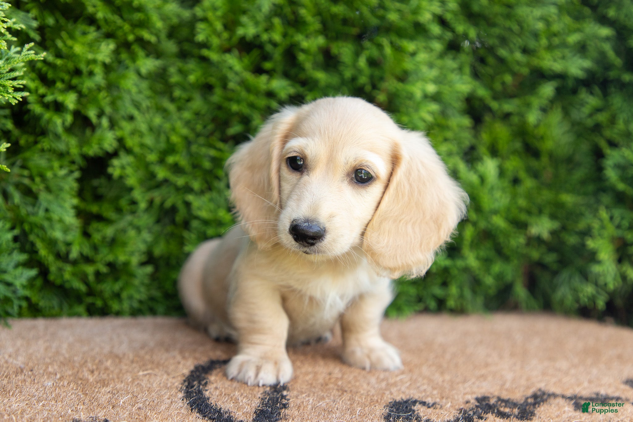Miniature Dachshund dogs Dexter AKC - Ad 1