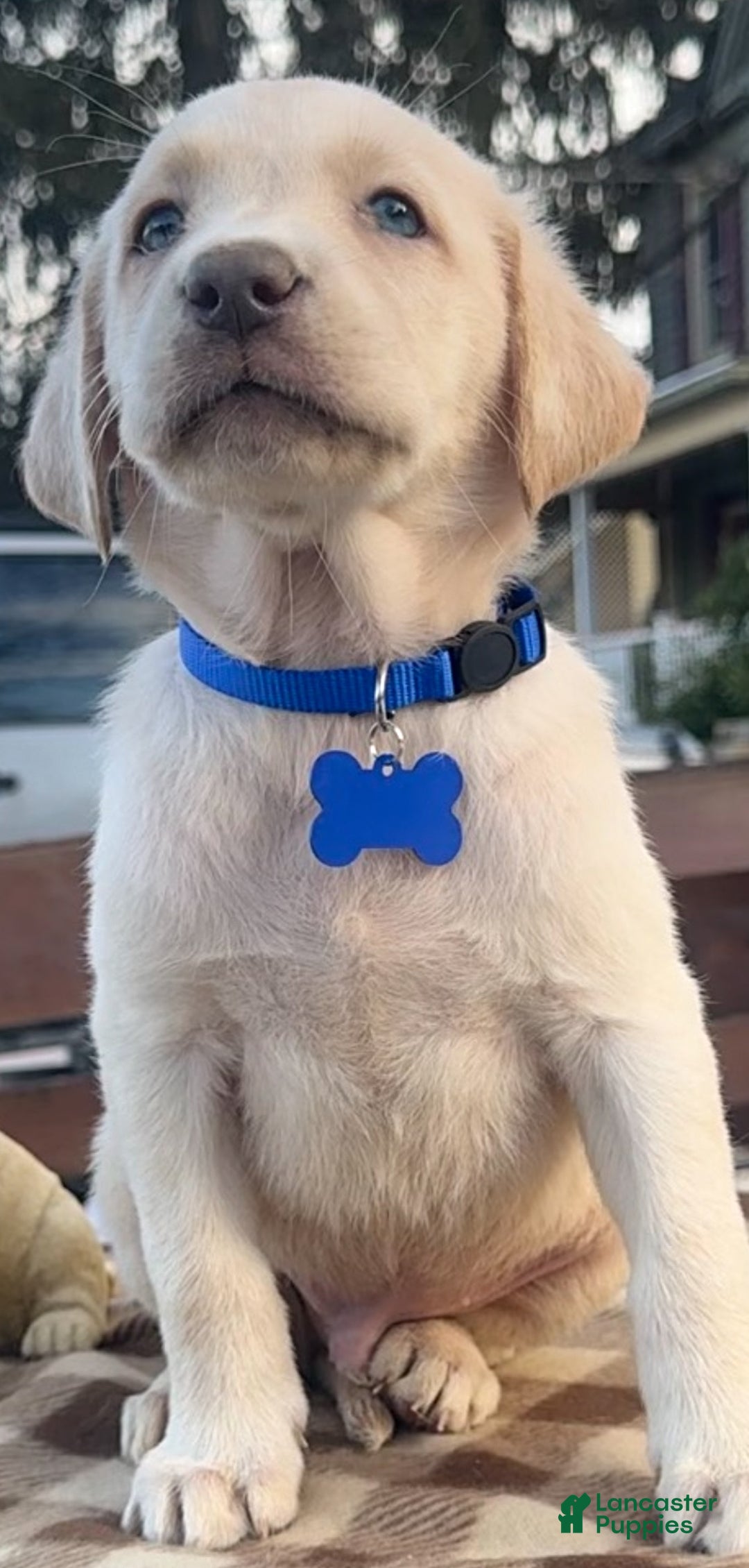 Labrador Retriever dogs for sale: Labrador Retriever Puppy 1 - Ad 13