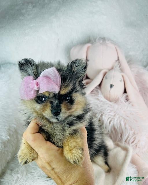 Pomeranian dogs Pomeranian Puppy 1 - Ad 10