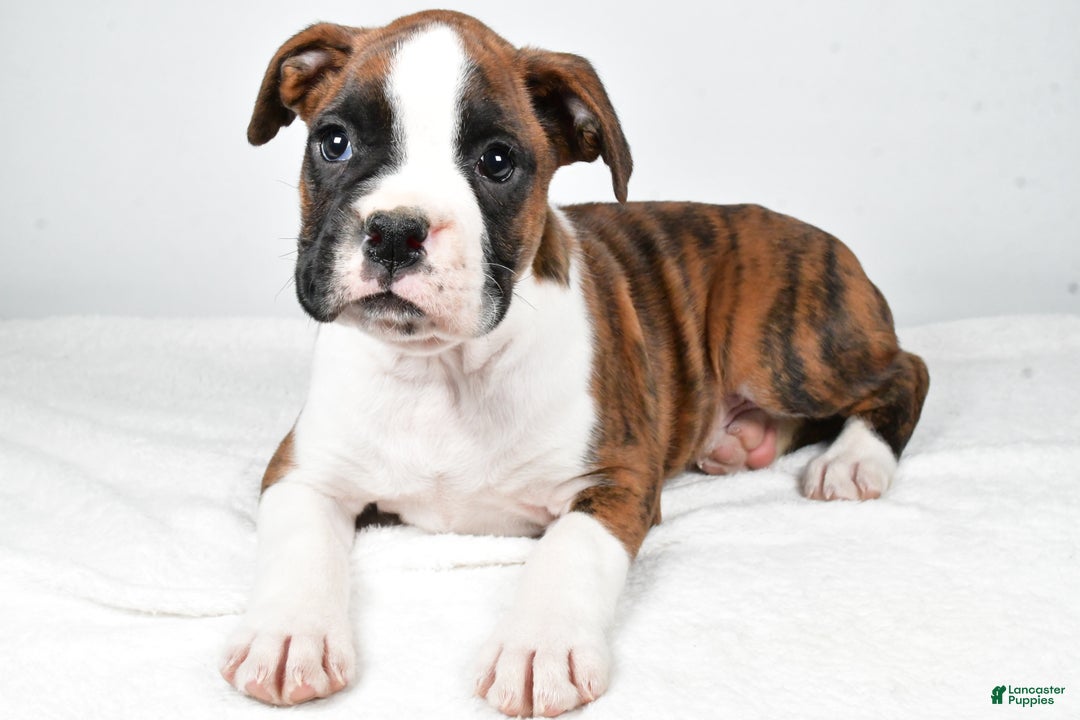 Boxer dogs for sale: Asher - Ad 6