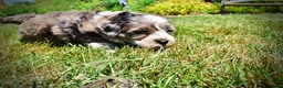 Havapoo dogs for sale: Icon - Ad 18