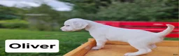 English Setter dogs for sale: Oliver - Ad 6