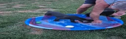 Great Dane dogs for sale: Fury - Ad 19