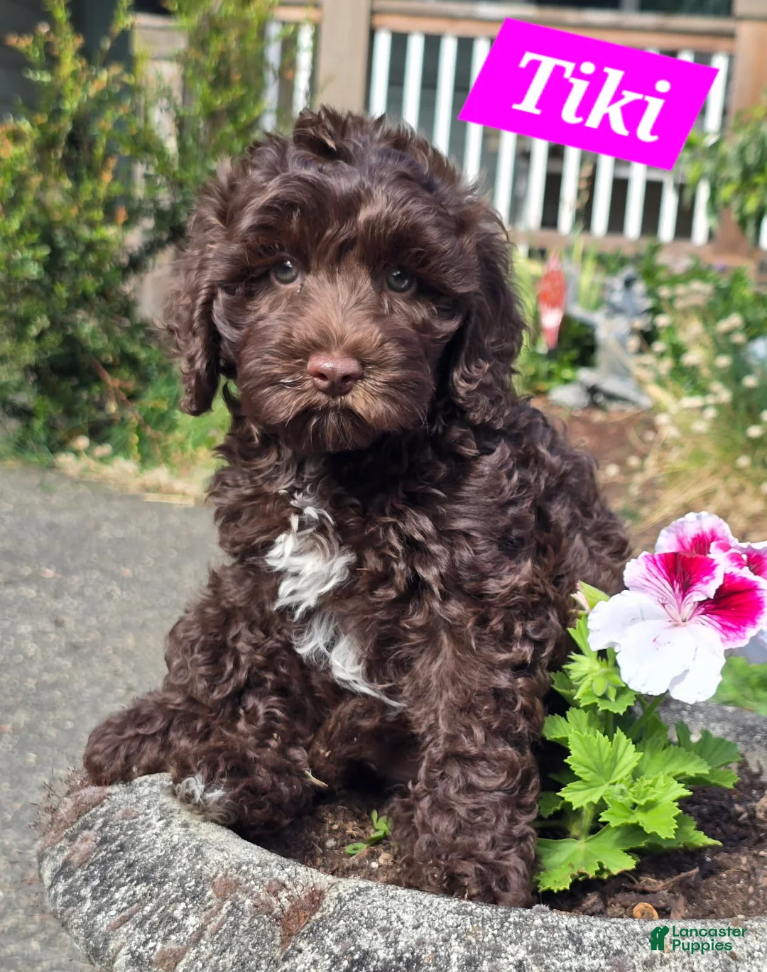 Australian Labradoodle dogs for sale: Tiki  - Ad 1