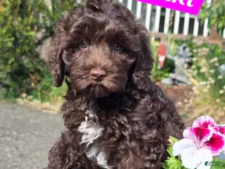 Australian Labradoodle dogs Tiki - Ad 29