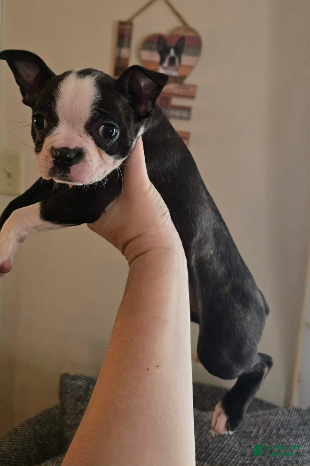 Boston Terrier dogs for sale: Roxy - Ad 4