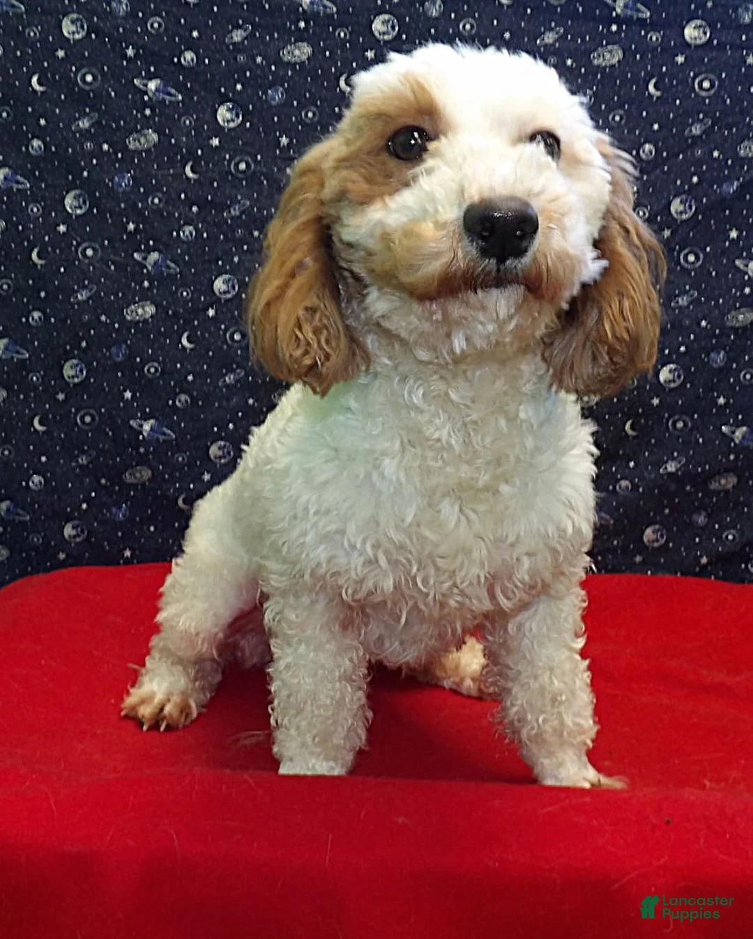 Bichpoo dogs for sale: Keisha - Ad 5