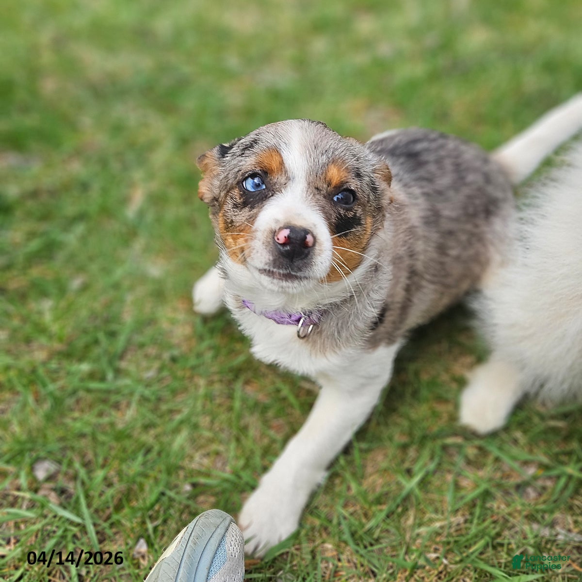 Mixed Breed dogs Trixy - Ad 2