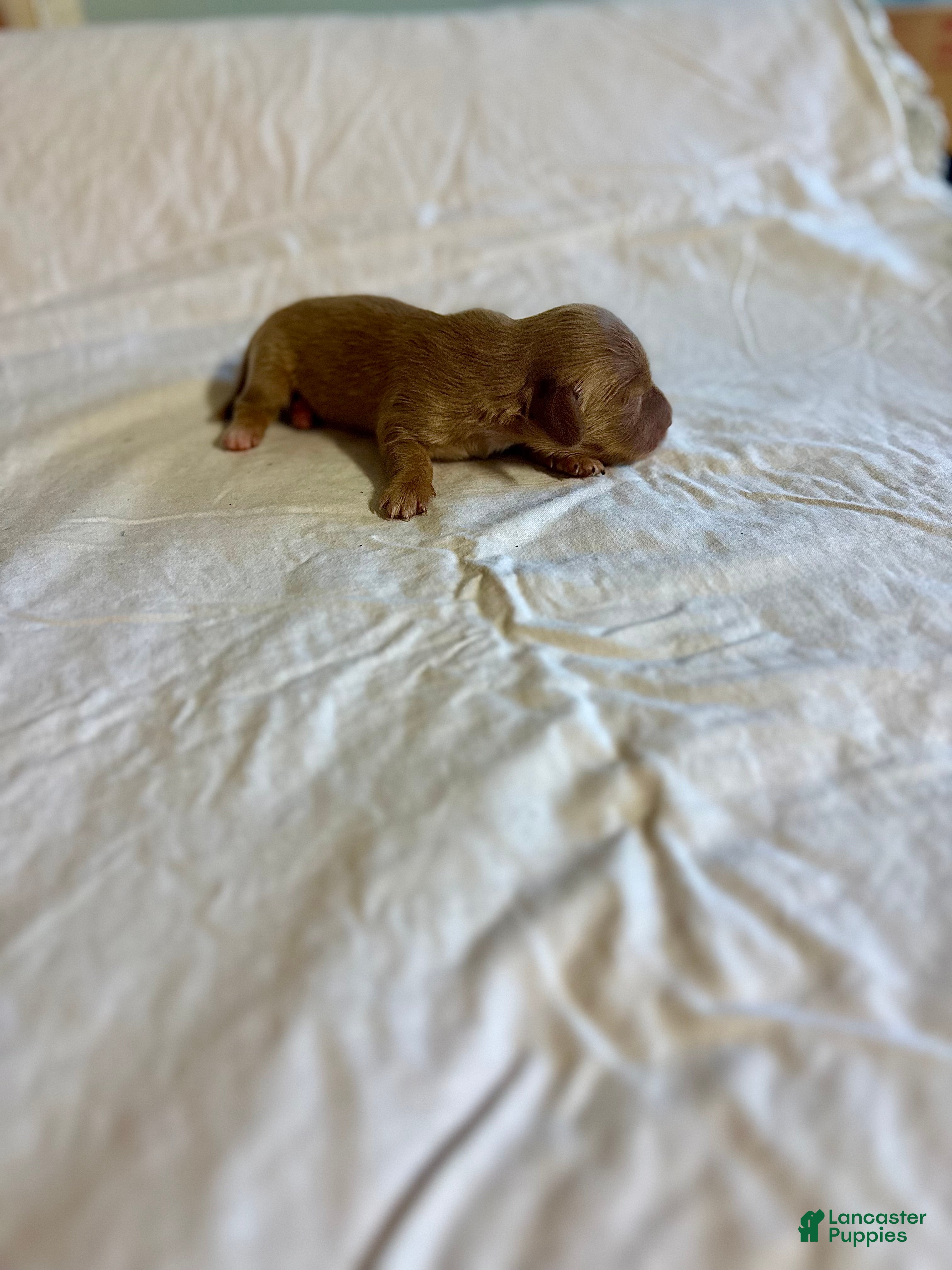 Dachshund dogs Timmy - Ad 2