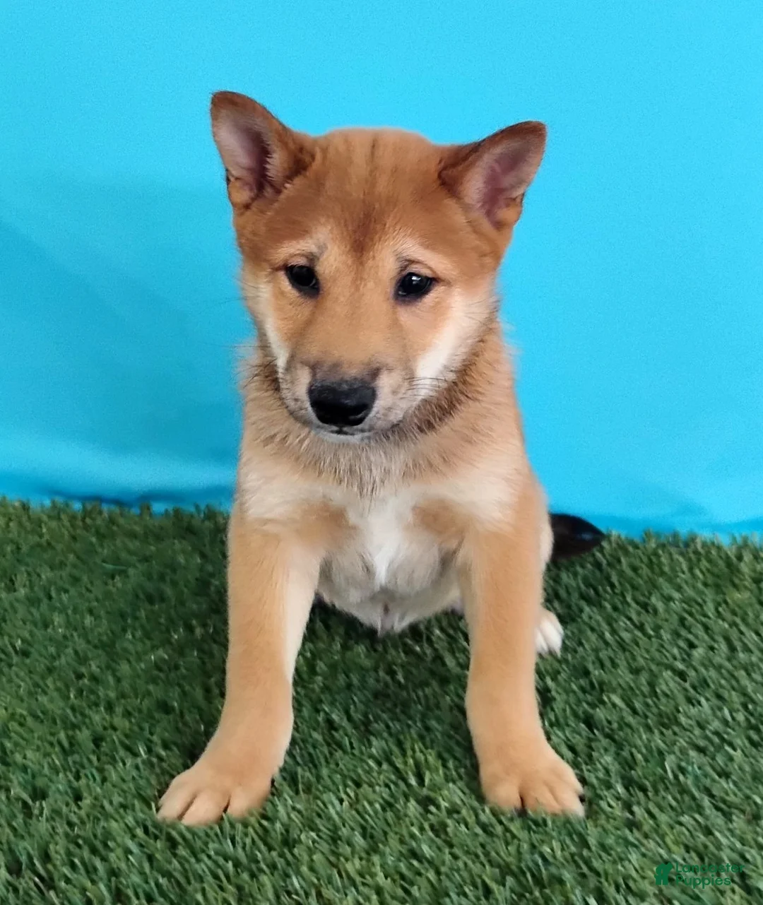 Shiba Inu dogs for sale: Pickle - Ad 2