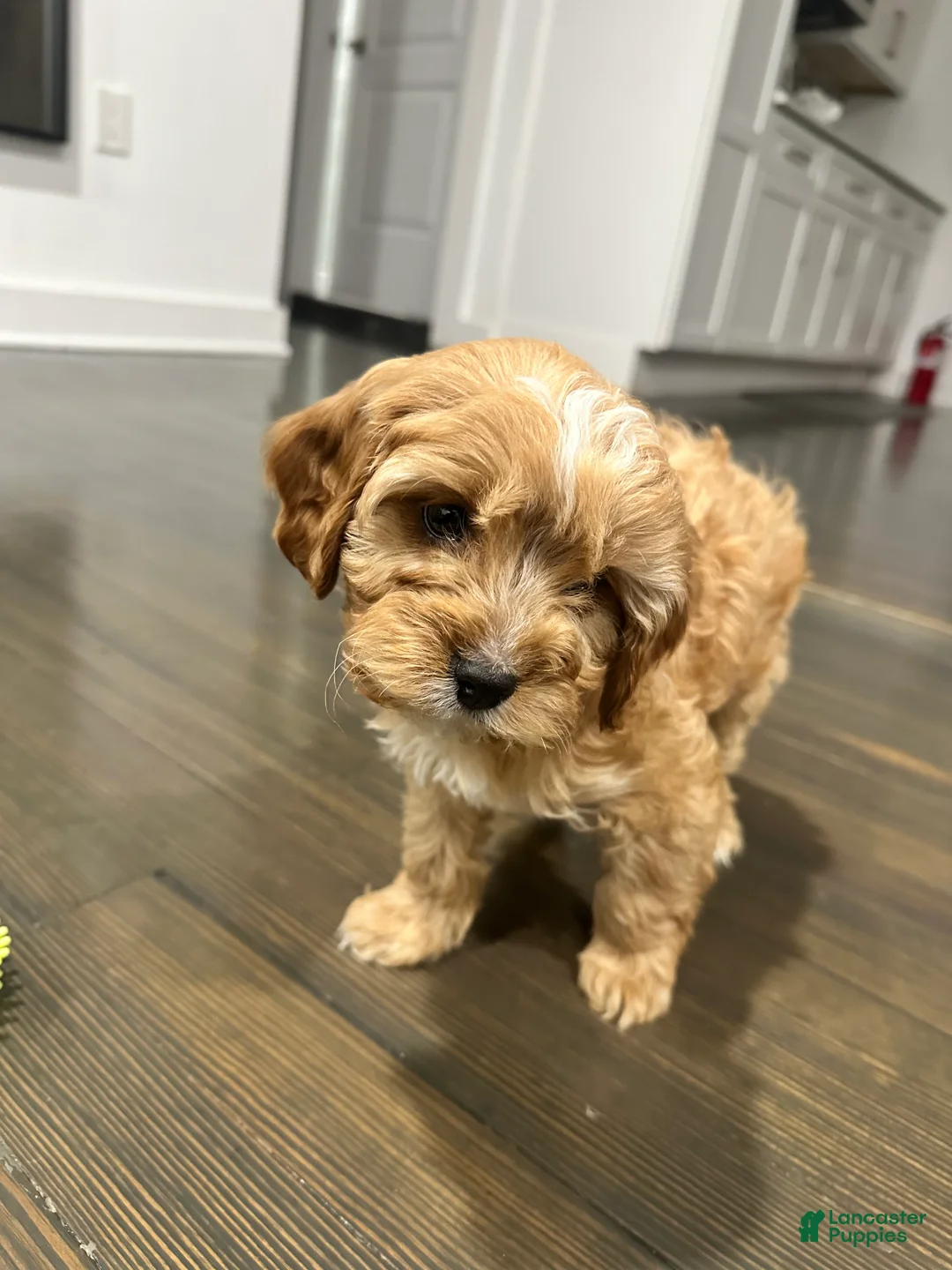 Mixed Breed dogs for stud: Maverick - Ad 4