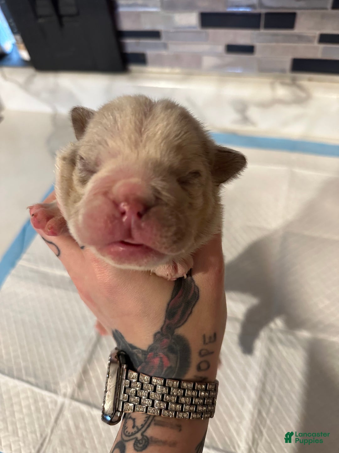 English Bulldog dogs for sale: Lilac and White Male - Ad 30