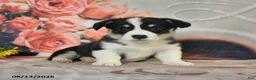 Welsh Corgi Pembroke dogs for sale: Lucy - Ad 4